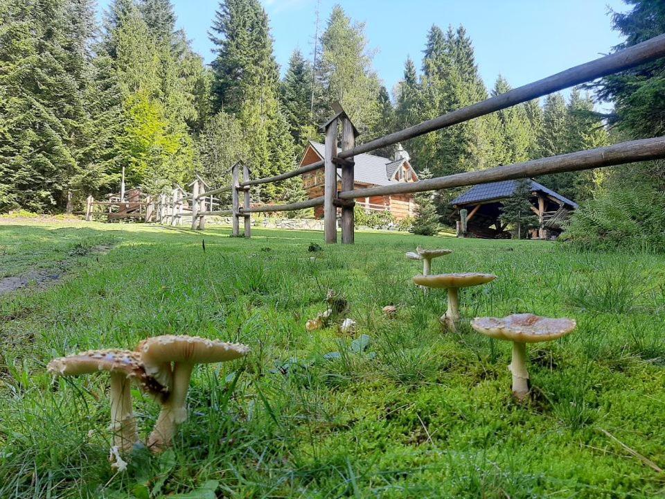 Lesna Bacowka Villa Nowy Targ Exterior photo